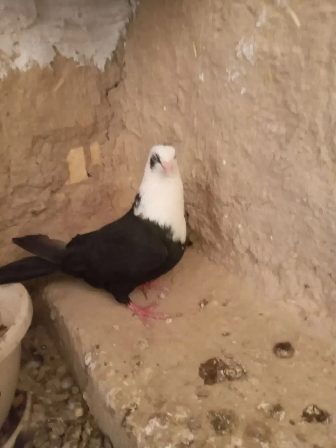 کبوتر آگهی بخون|حیوانات|بهبهان, |دیوار