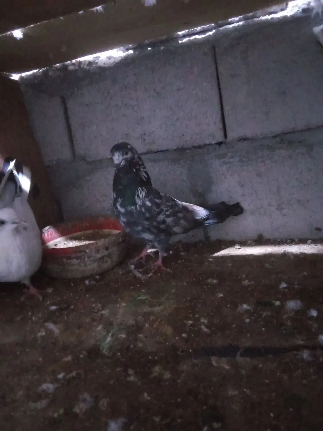 کفتر|پرنده|قشم, |دیوار