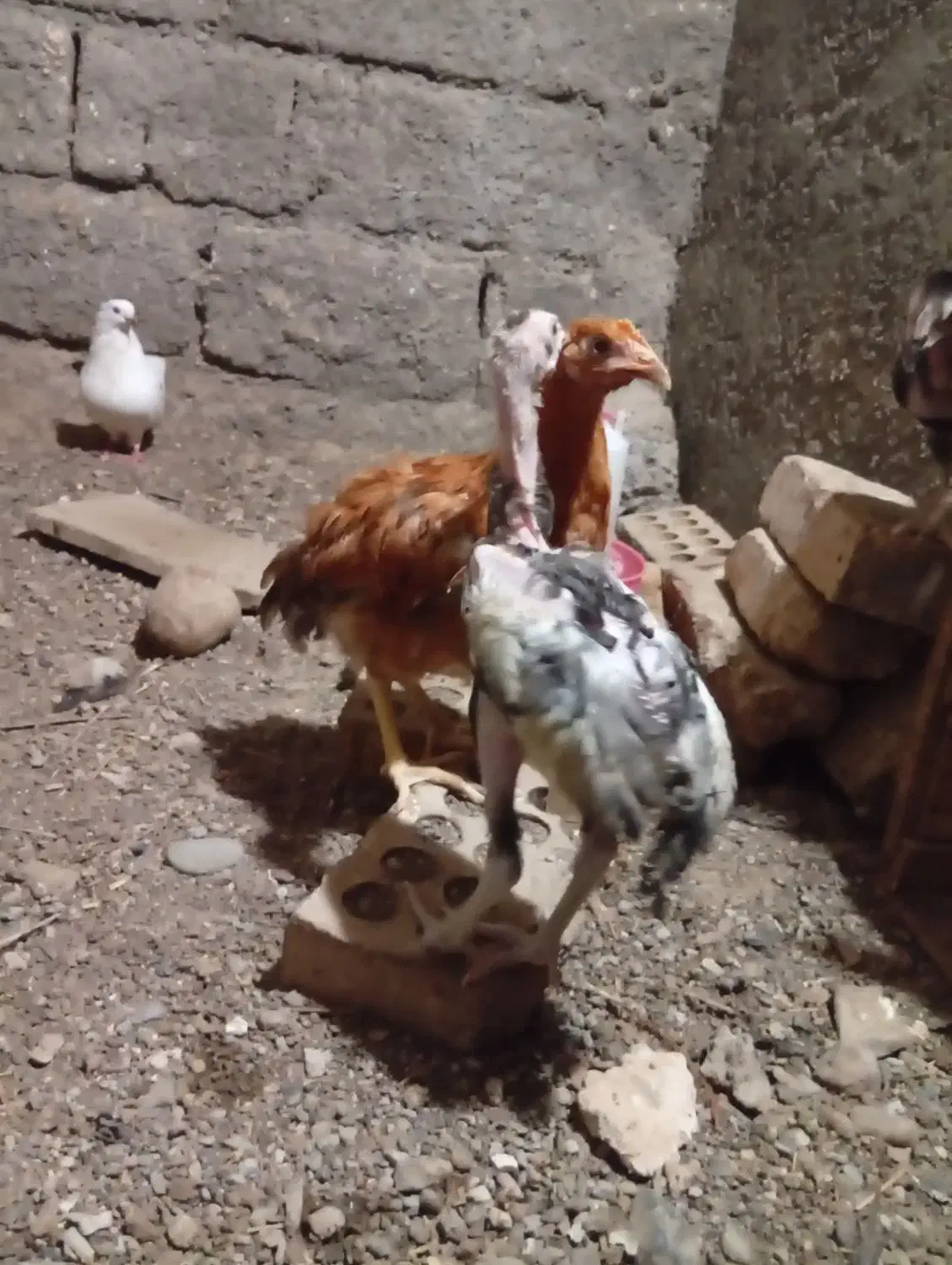 جوجه خروس طوسی رودان|حیوانات مزرعه|بندرعباس, |دیوار