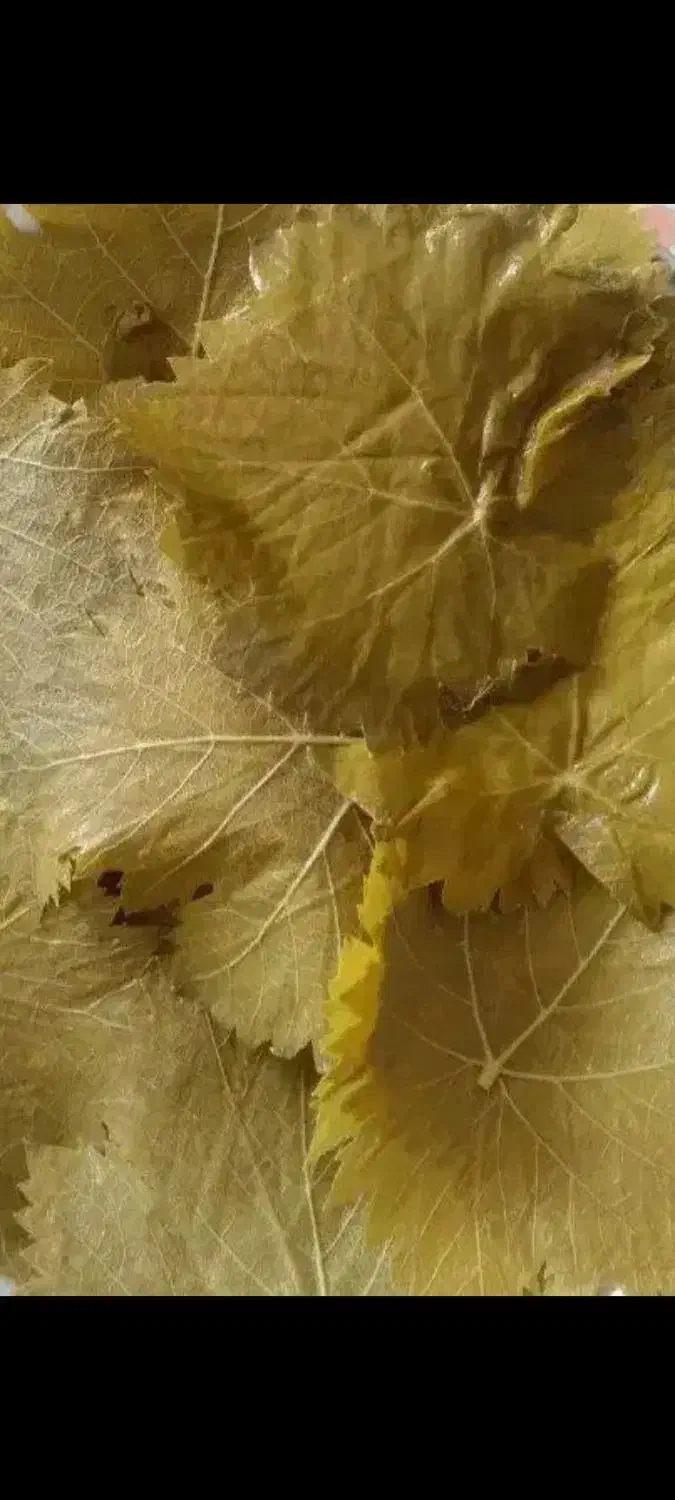 برگ شور نازک|حراج|سملقان, |دیوار