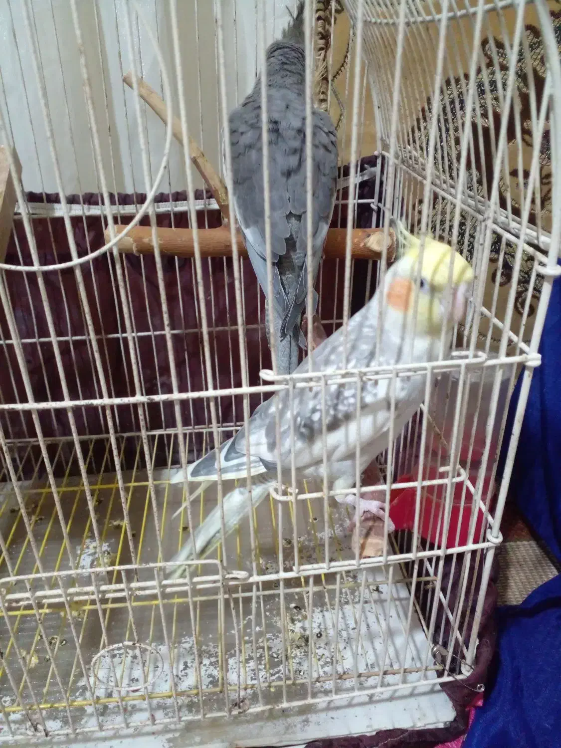 عروس هلندی ماده و نر|پرنده|اقبالیه, |دیوار