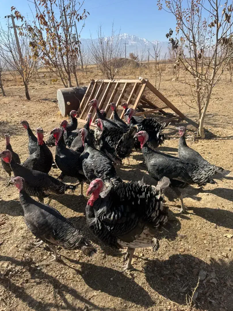 بوقلمون 7ماهه|حیوانات مزرعه|ازنا, |دیوار