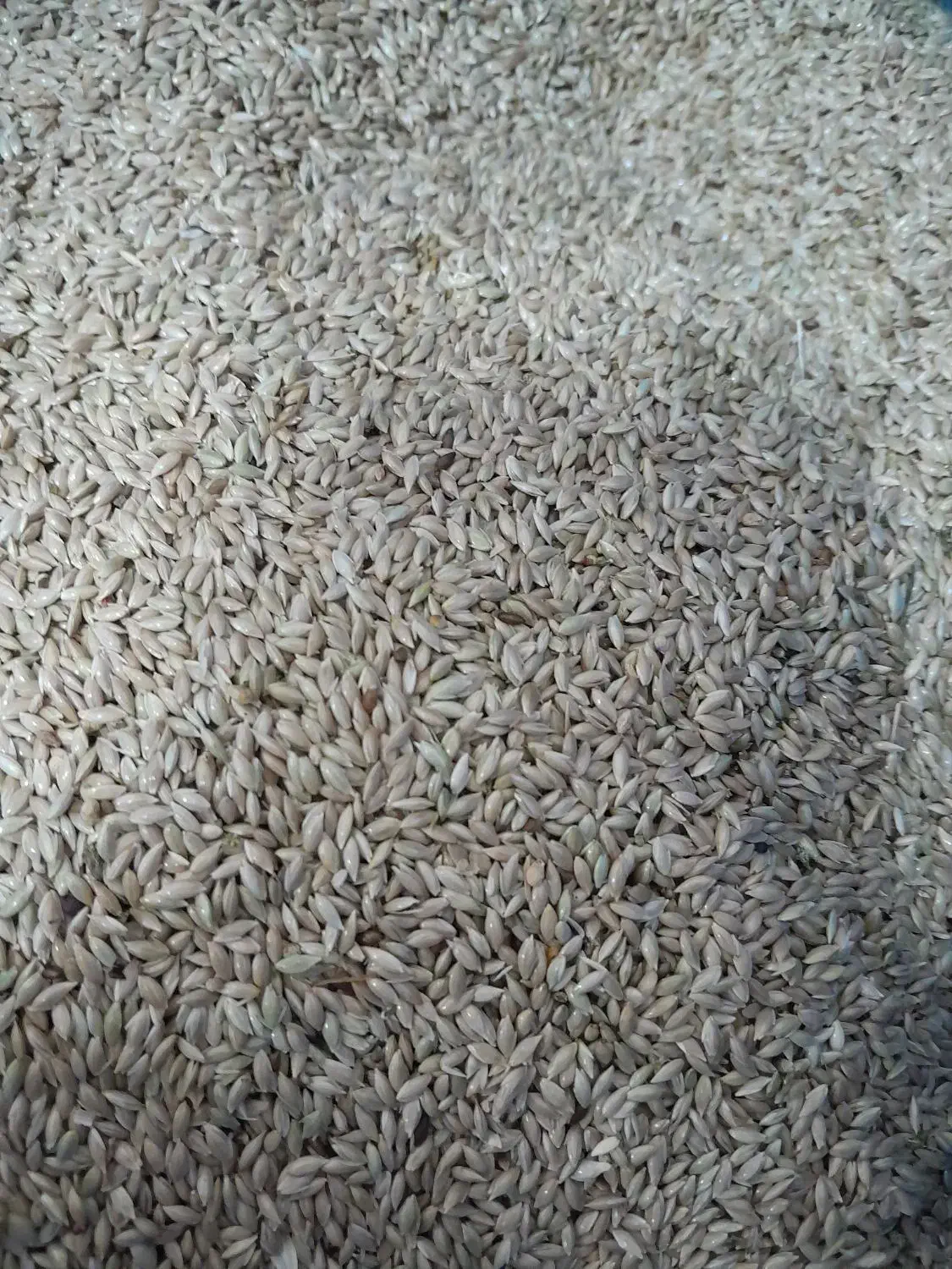 تخم کتان|لوازم جانبی حیوانات|فولادشهر, زاینده رود|دیوار