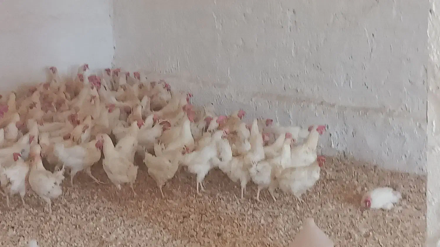 مرغ سفید جوان|حیوانات مزرعه|ارومیه, |دیوار