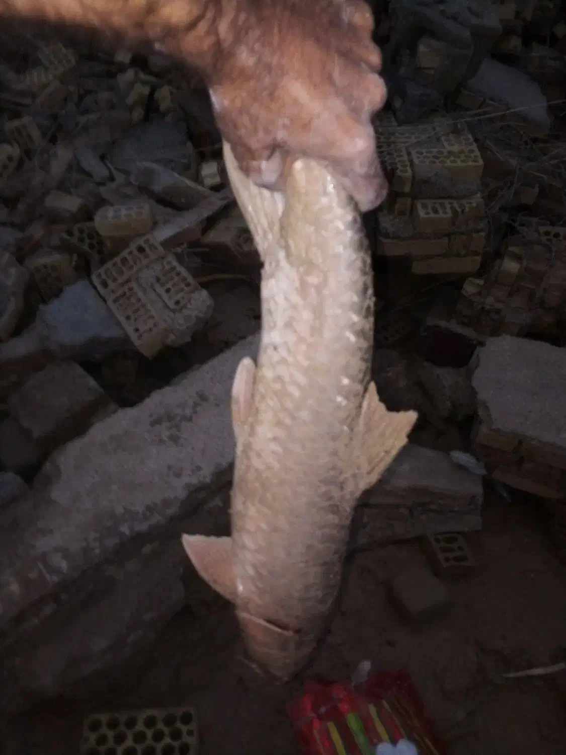 ماهی سرخه هندیجان|ماهی|هندیجان, |دیوار