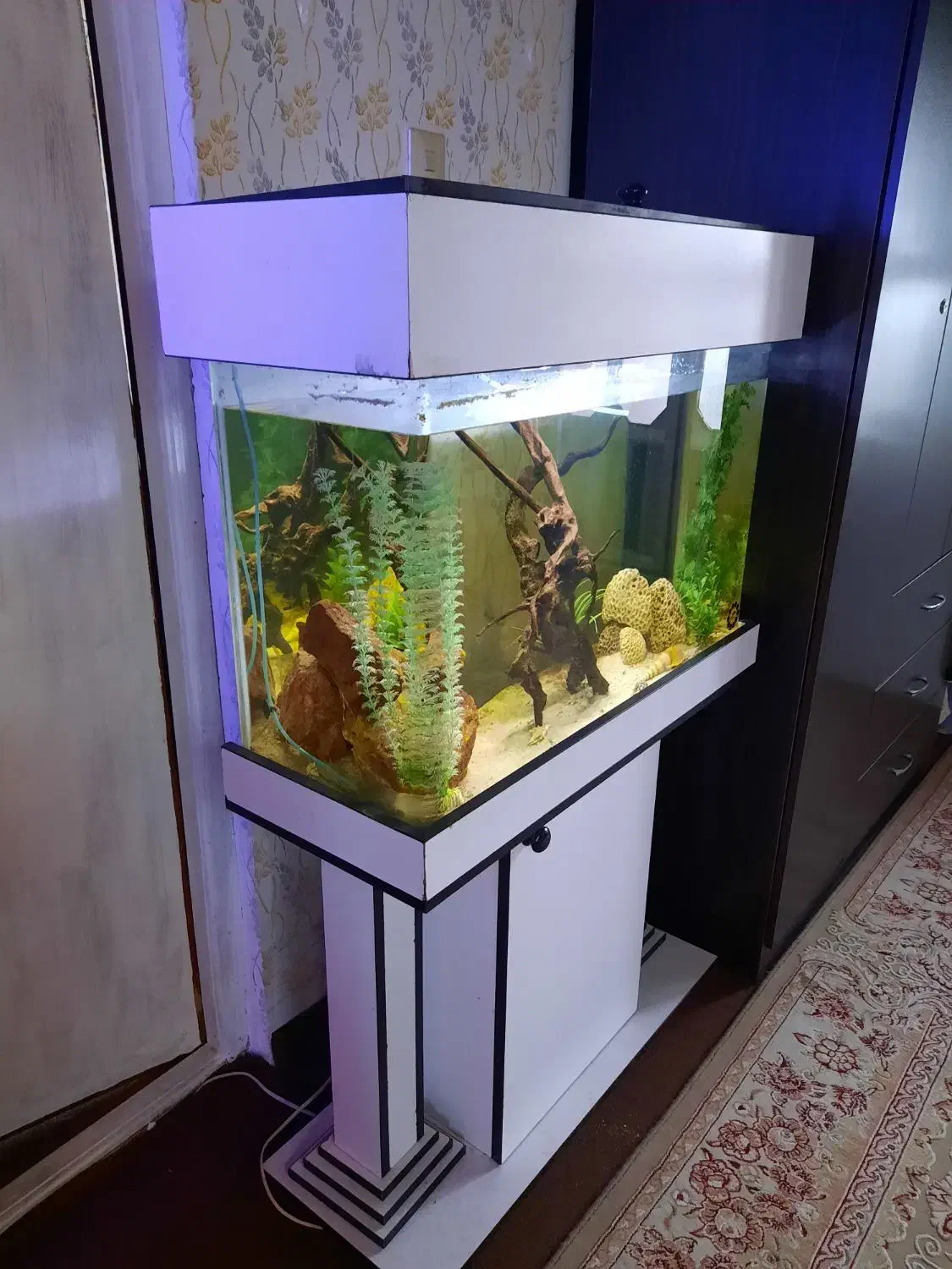 آکواریوم شرکتی|ماهی|صومعهسرا, |دیوار