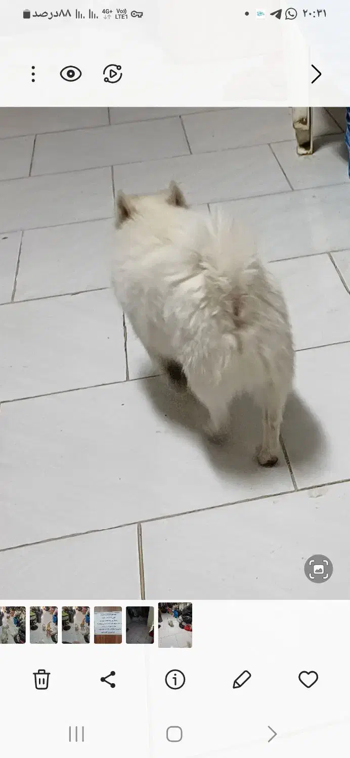 سگ پیداشده درفولادشهر.|حیوانات|فولادشهر, فولادشهر|دیوار