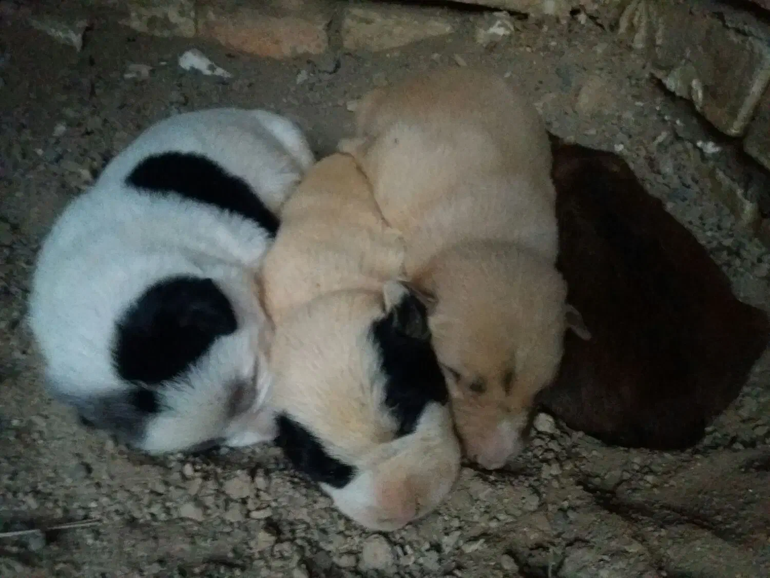 پیتبول ماده با ۴تا توله|سگ|لنجان, |دیوار