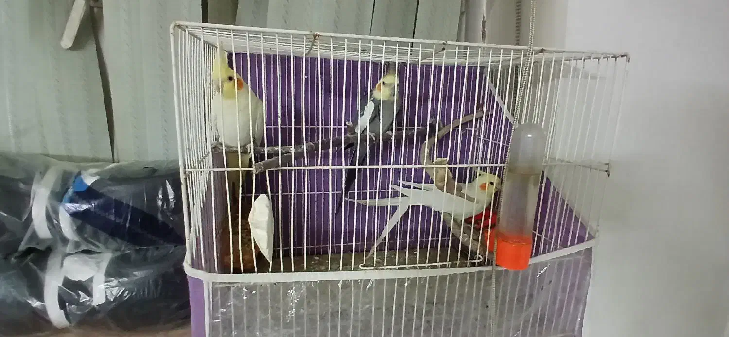 ۳عدد عروس هلندی و ۳عدد کوتوله|پرنده|مشهد, خین عرب|دیوار