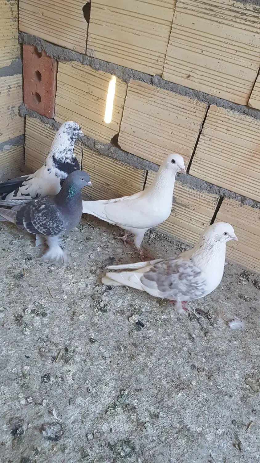 کبوتر|پرنده|تبریز, |دیوار