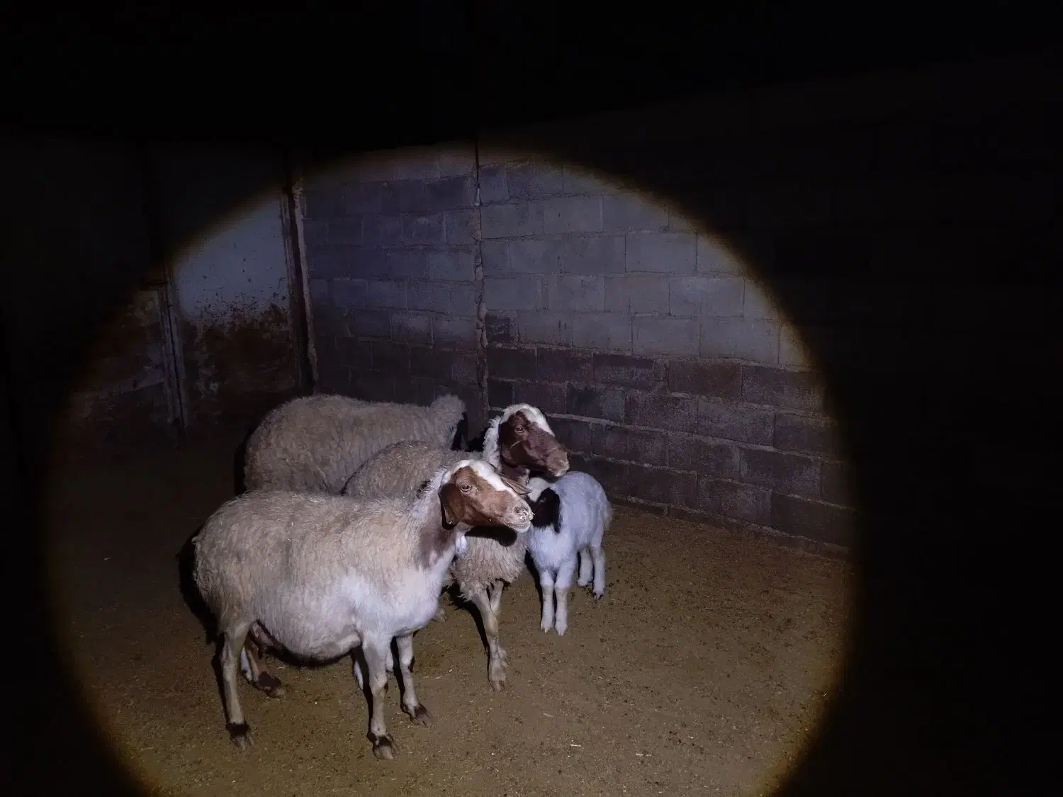 2جفت گوسفندبابره|حیوانات مزرعه|کارزان, |دیوار