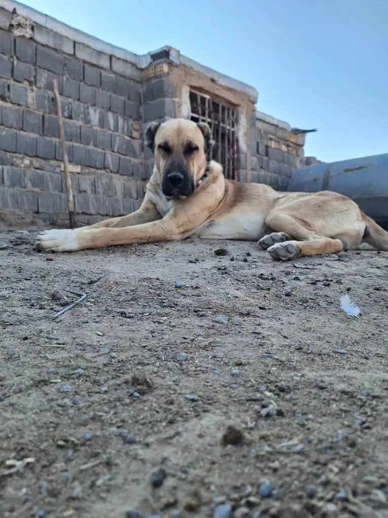 سگ گله|سگ|تربت جام, کشتارگاه|دیوار