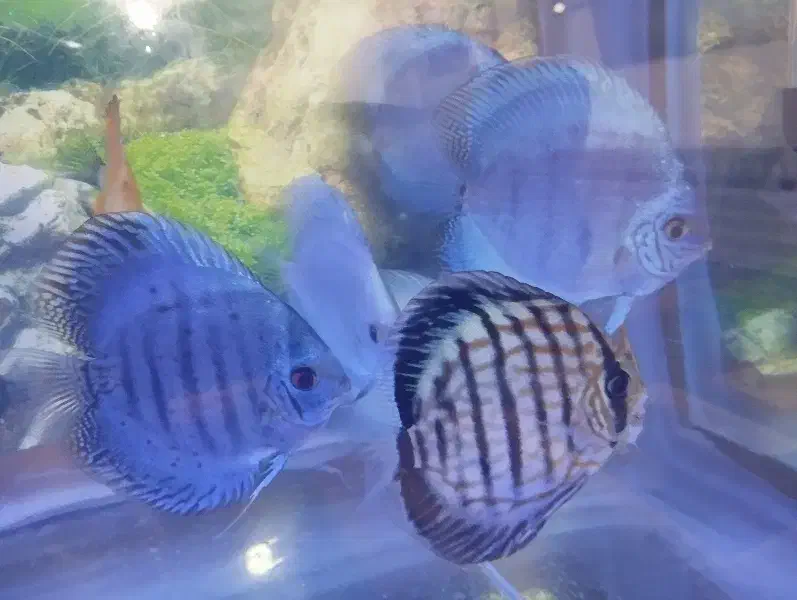 گله ده عددی دیسکس زیبا و سالم|ماهی|شیراز, شهرک بهار|دیوار