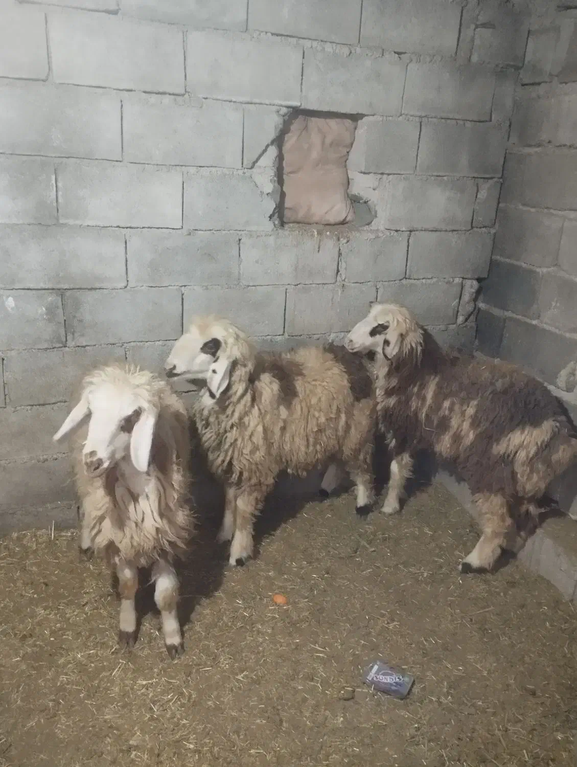 بره|حیوانات مزرعه|دهدشت, |دیوار