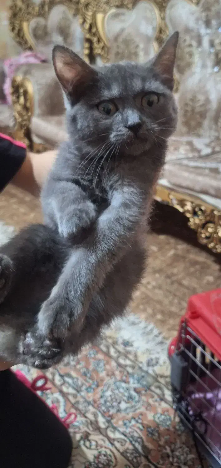 یک‌عدد‌گربه‌بریتیش|گربه|تبریز, |دیوار