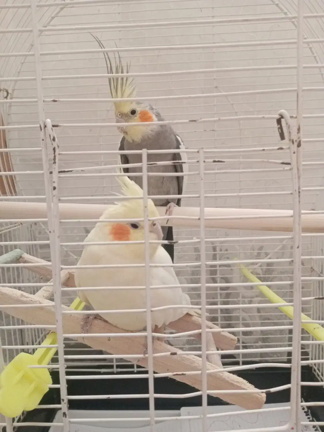 عروس هلندی|پرنده|پاکدشت, پاکدشت (مامازند)|دیوار