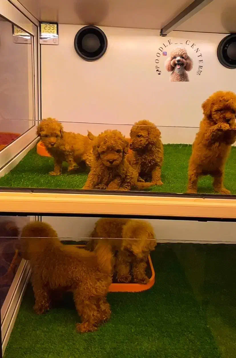 توی پودل اصیل از مولدین وارداتی|سگ|رشت, بلوار گیلان|دیوار