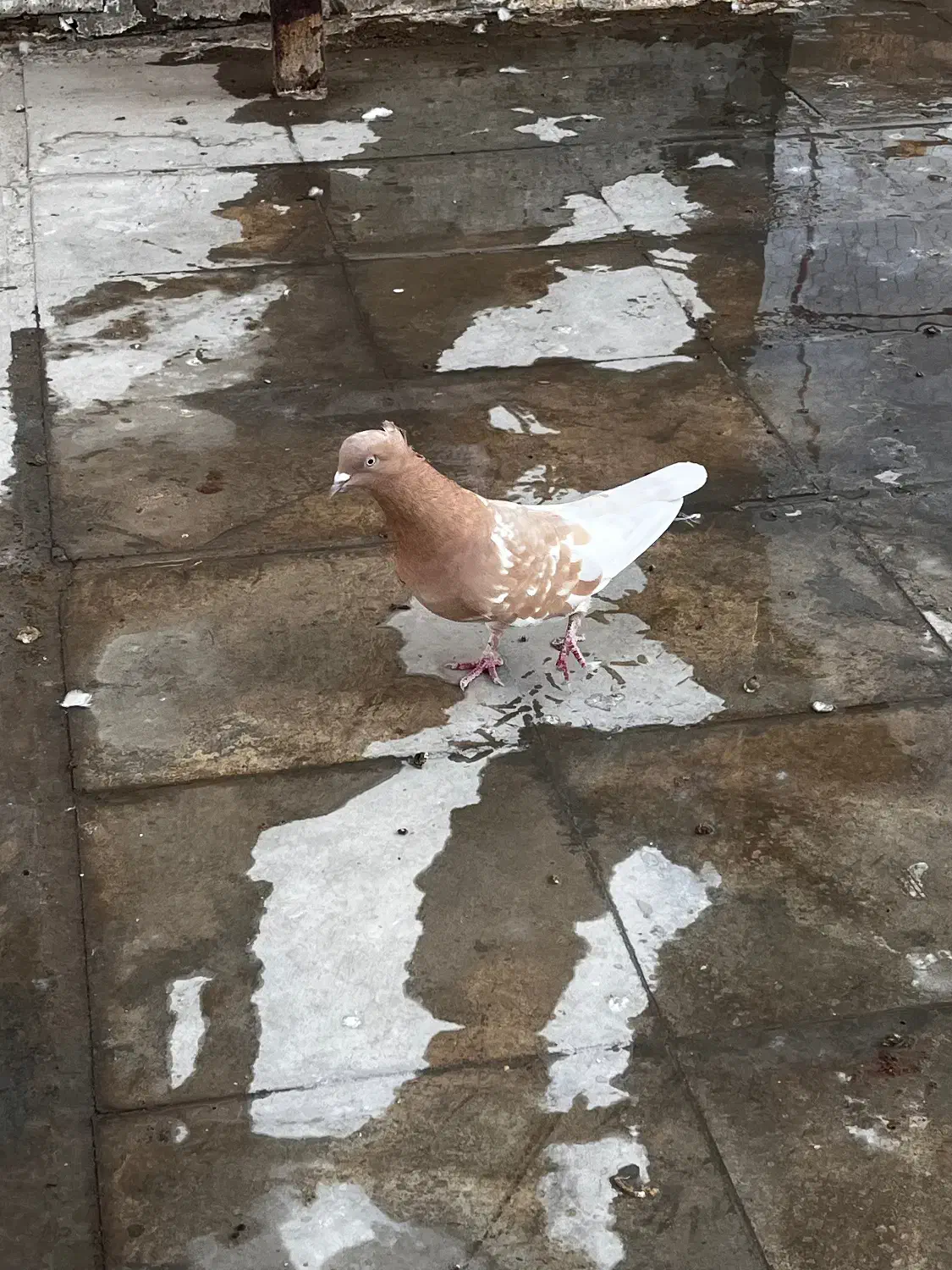 سرک سیاه|پرنده|شیراز, شهرک نیروی انتظامی|دیوار