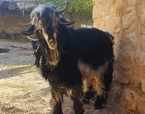 بز نر یکساله|حیوانات مزرعه|کارزان, |دیوار