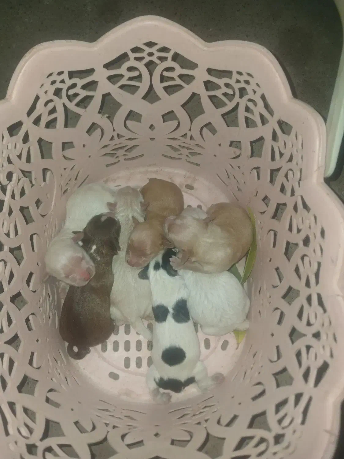 سگ پاکوتاه شیتیزو|سگ|مشگین شهر, |دیوار