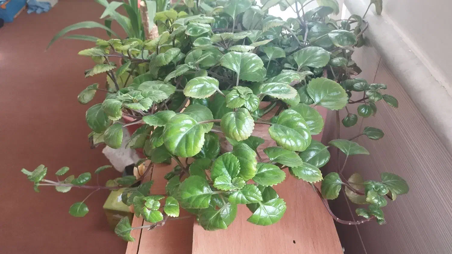 گل و گیاه|گل و گیاه طبیعی|نیشابور, دارایی|دیوار