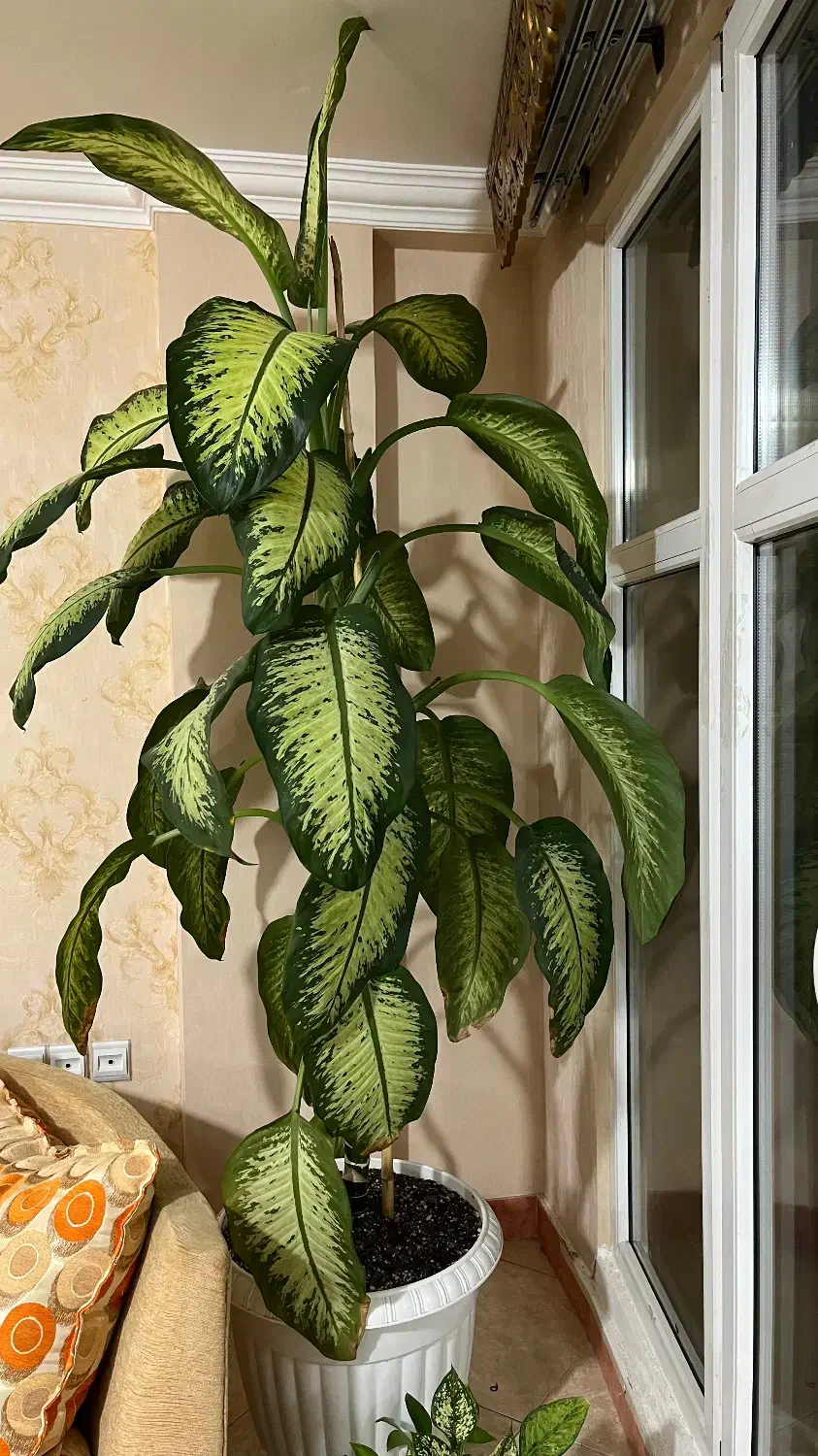 فروش گل دیفن باخیا|گل و گیاه طبیعی|ساری, |دیوار