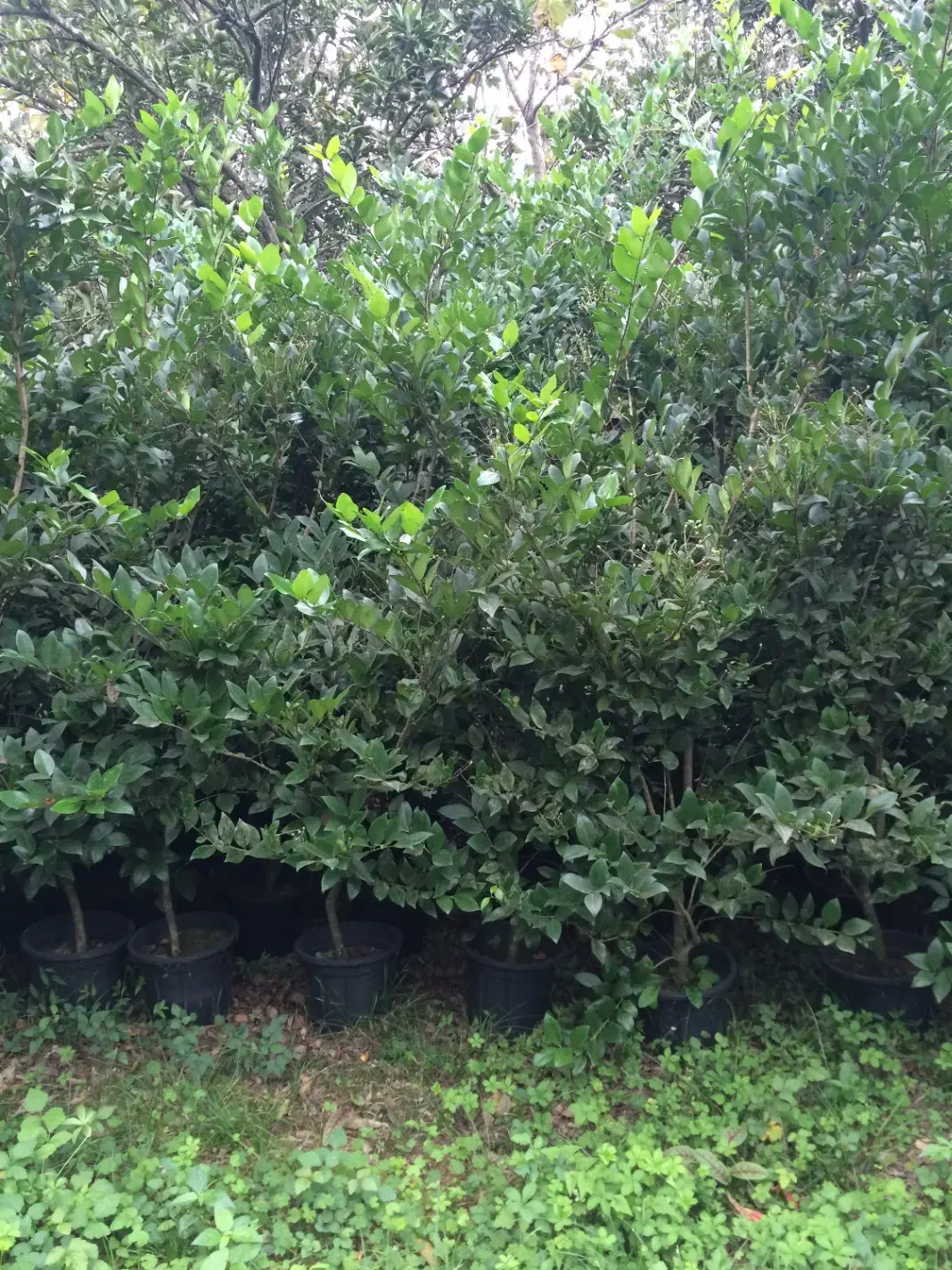 فروش یاس کاملیا ناندانیا شمشاد لاوسون و....|خدمات باغبانی و درختکاری|کلاچای, |دیوار