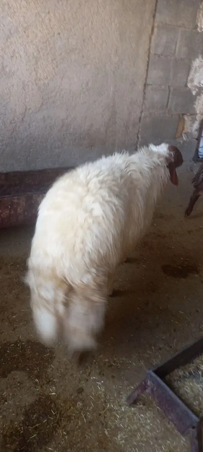 یه عدد شک ورن ۳شیره ویکعدد شک|حیوانات مزرعه|آبدانان, |دیوار