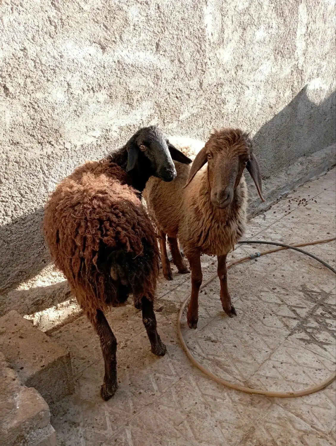 دوراس بره نر  نیم گوشت مخصوص داشت یا کشتار|حیوانات مزرعه|جوادآباد, |دیوار