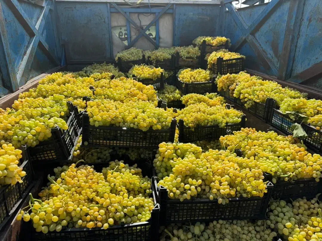 نهال انگور ایرانی و خارجی موجود است|خدمات باغبانی و درختکاری|قوچان, |دیوار