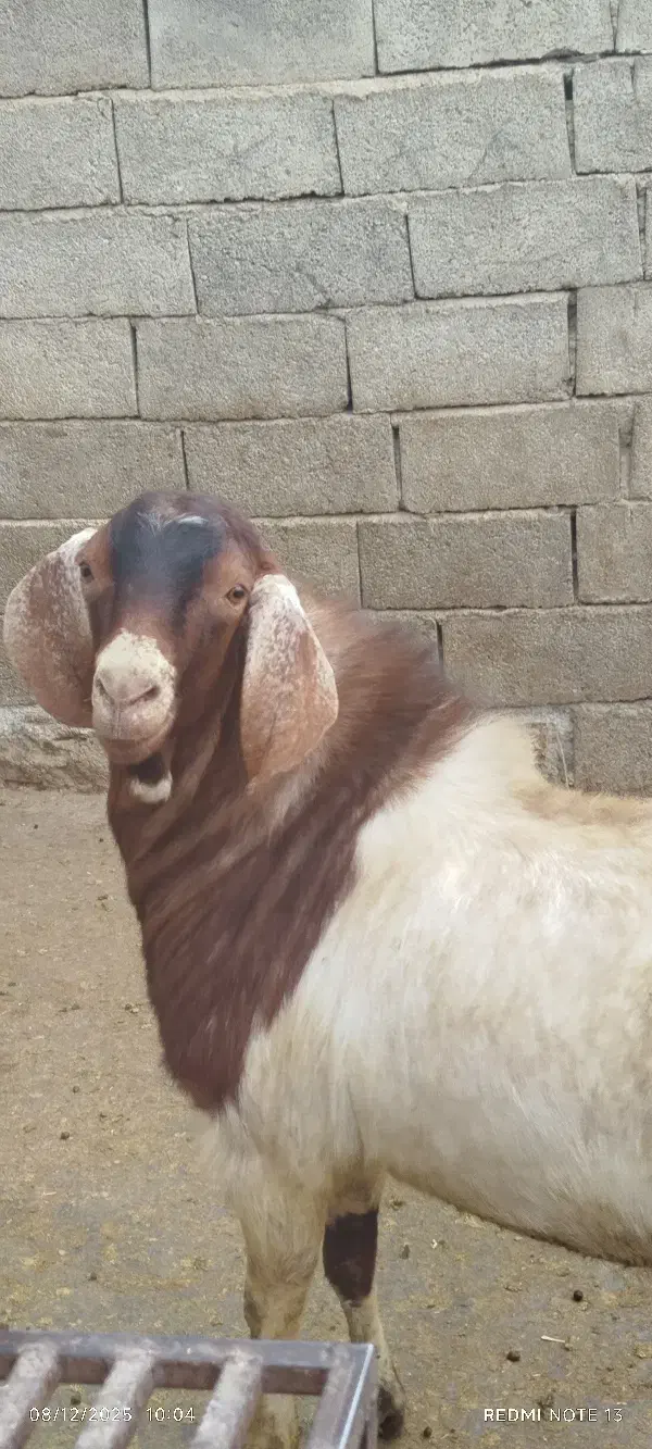 نر بز اصیل|حیوانات مزرعه|کنگاور, |دیوار