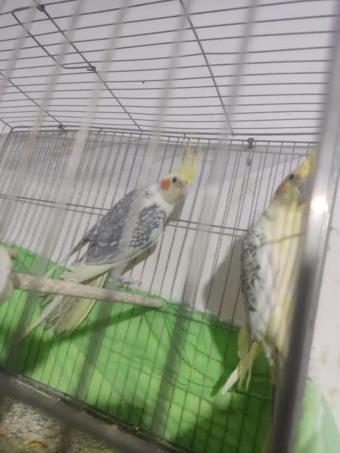 عروس هلندی|پرنده|ارومیه, |دیوار