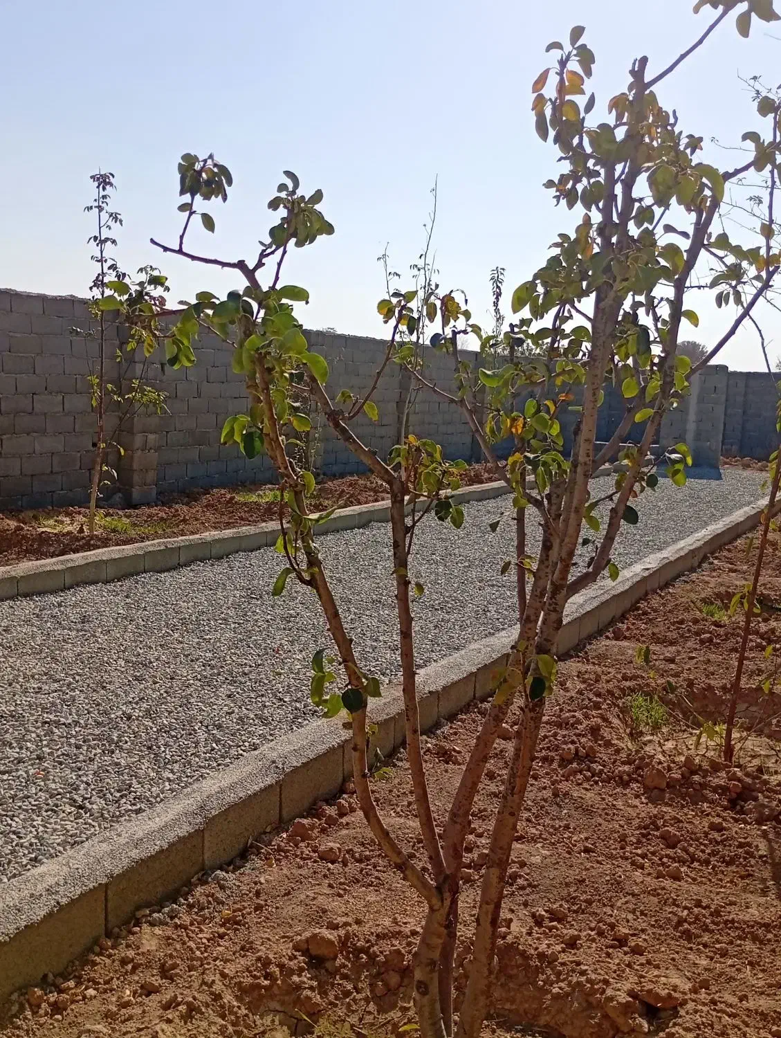 باغچه۲۵۹متری چسب مسکونی (چهار دیواری)|فروش زمین و ملک کلنگی|اسلام‌شهر, شهرک احمدیه|دیوار