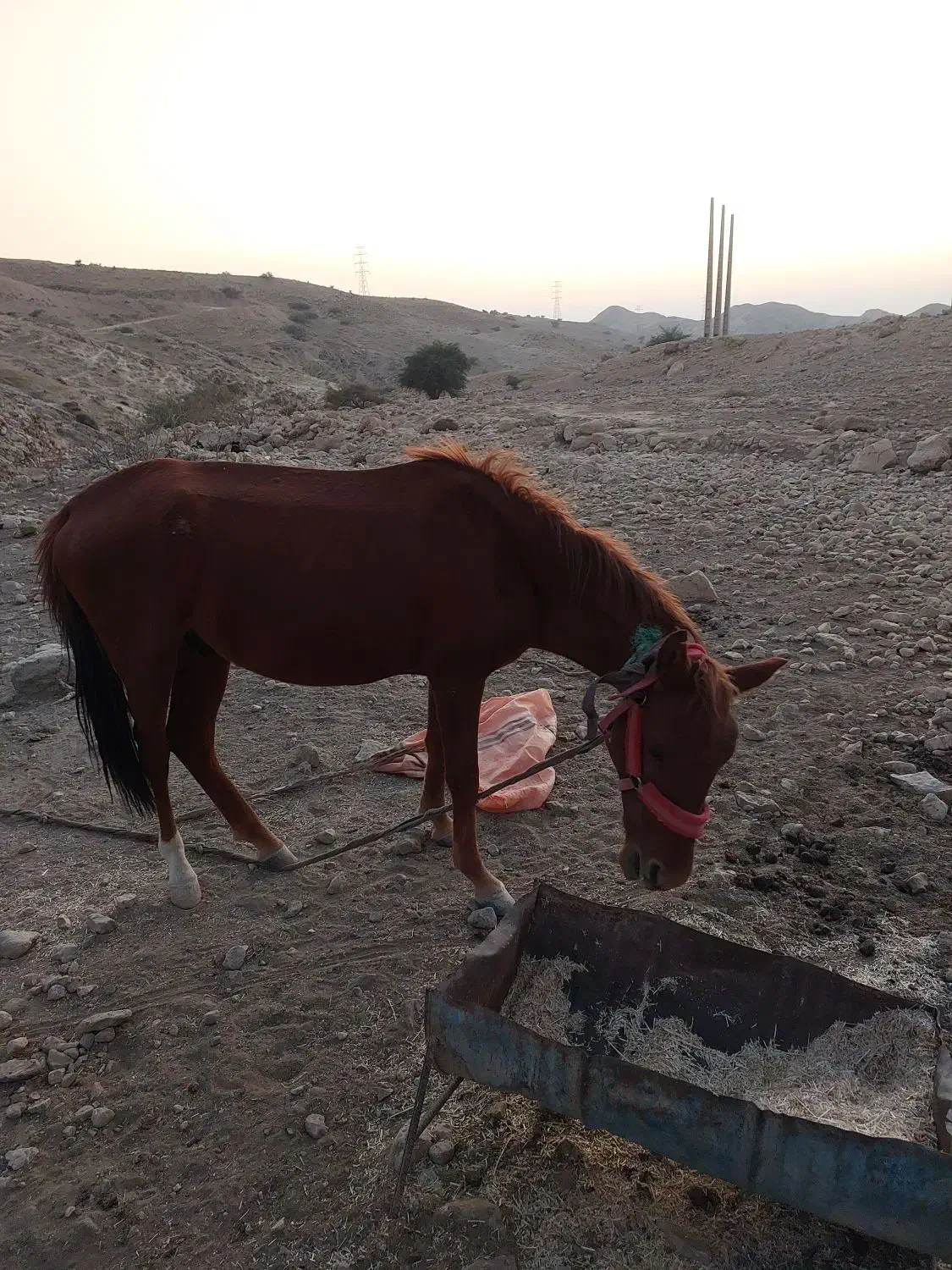 اسب۲ساله|اسب و تجهیزات اسبسواری|بهبهان, |دیوار