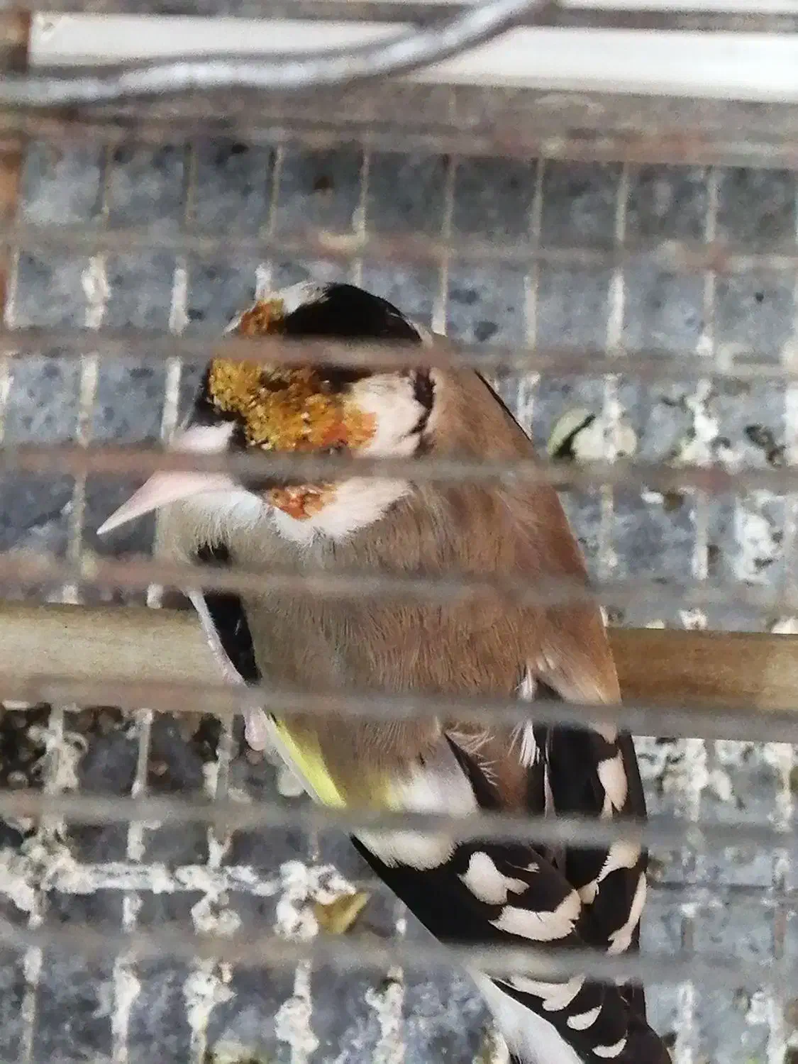 سهره جفتی کلکسیونی|پرنده|شیراز, شهرک جماران|دیوار