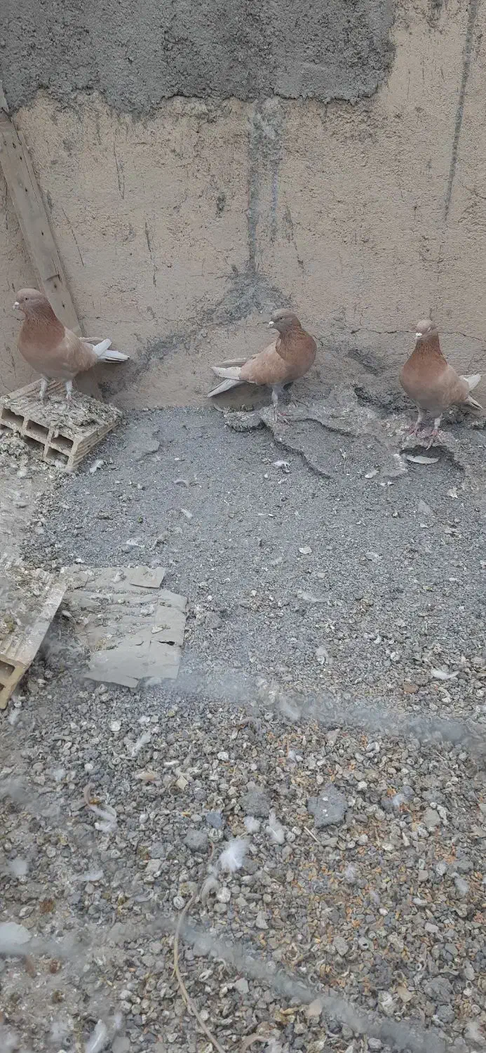 کبوتر زرد پر|پرنده|نجف‌آباد, شهرک صنعتی نجف آباد|دیوار