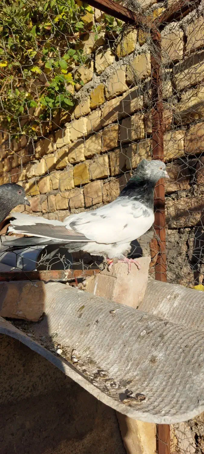 یجفت کله دم سبز|پرنده|آشتیان, |دیوار