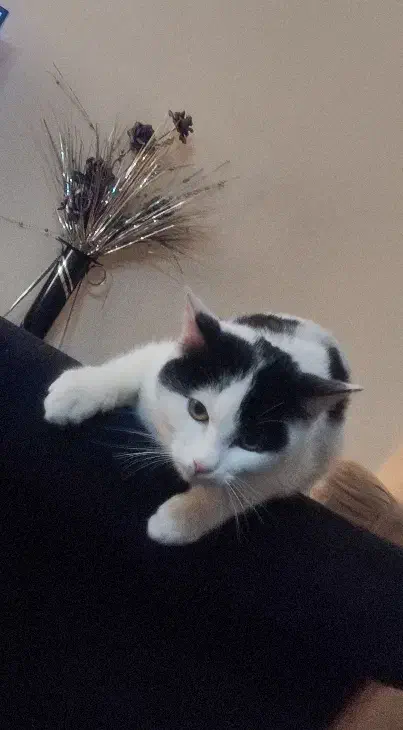 بچه گربه 4 ماهه|گربه|تهران, شهرک آزمایش|دیوار