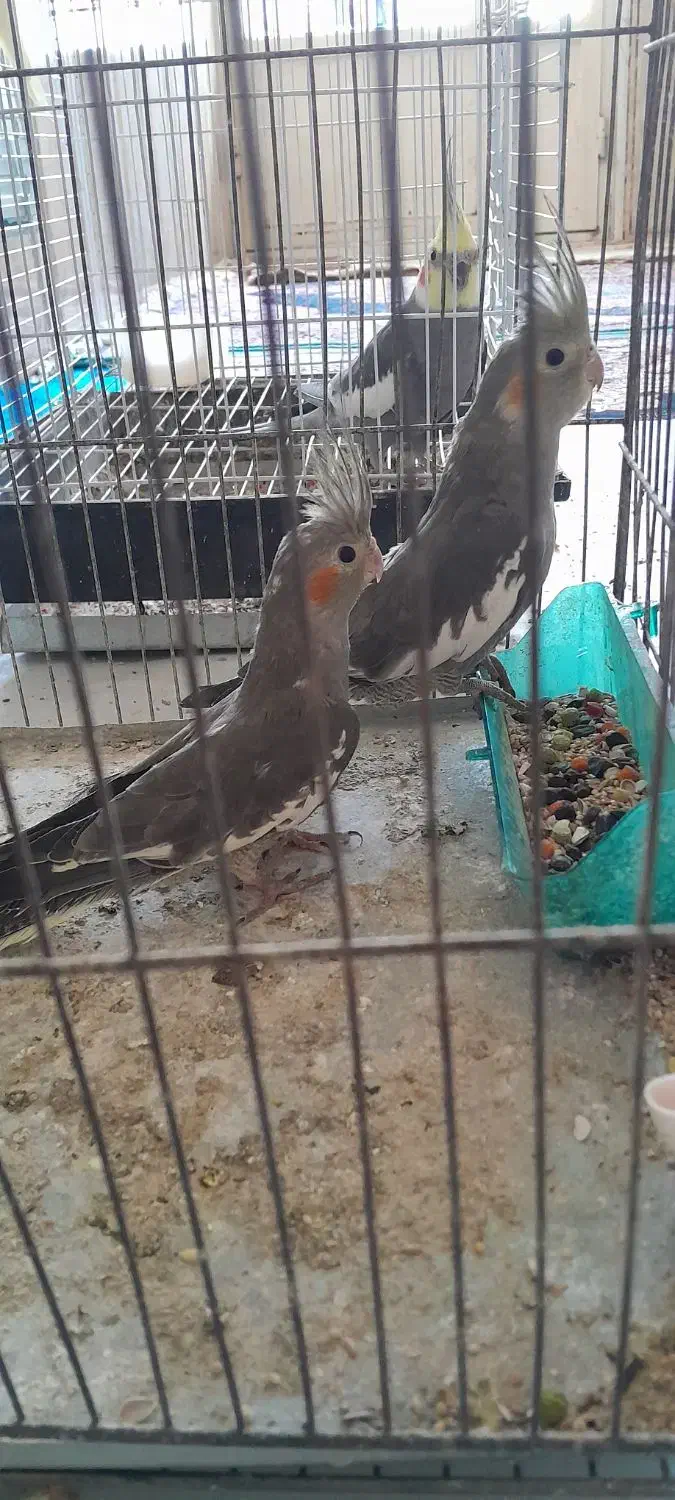 عروس هلندی|پرنده|کوهدشت, |دیوار