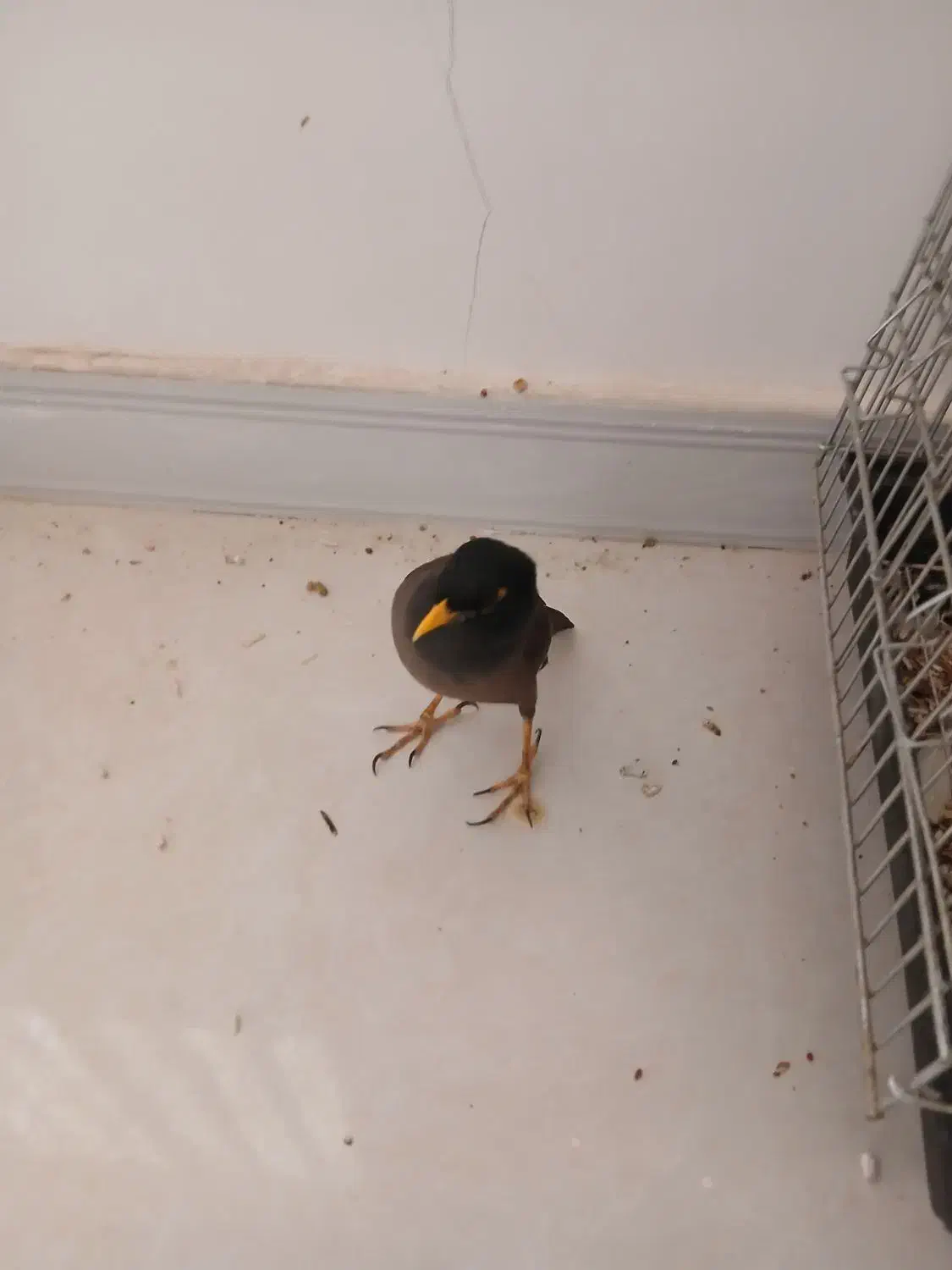 مرغ مینا سخنگو|پرنده|اهواز, کوی آغاجاری|دیوار