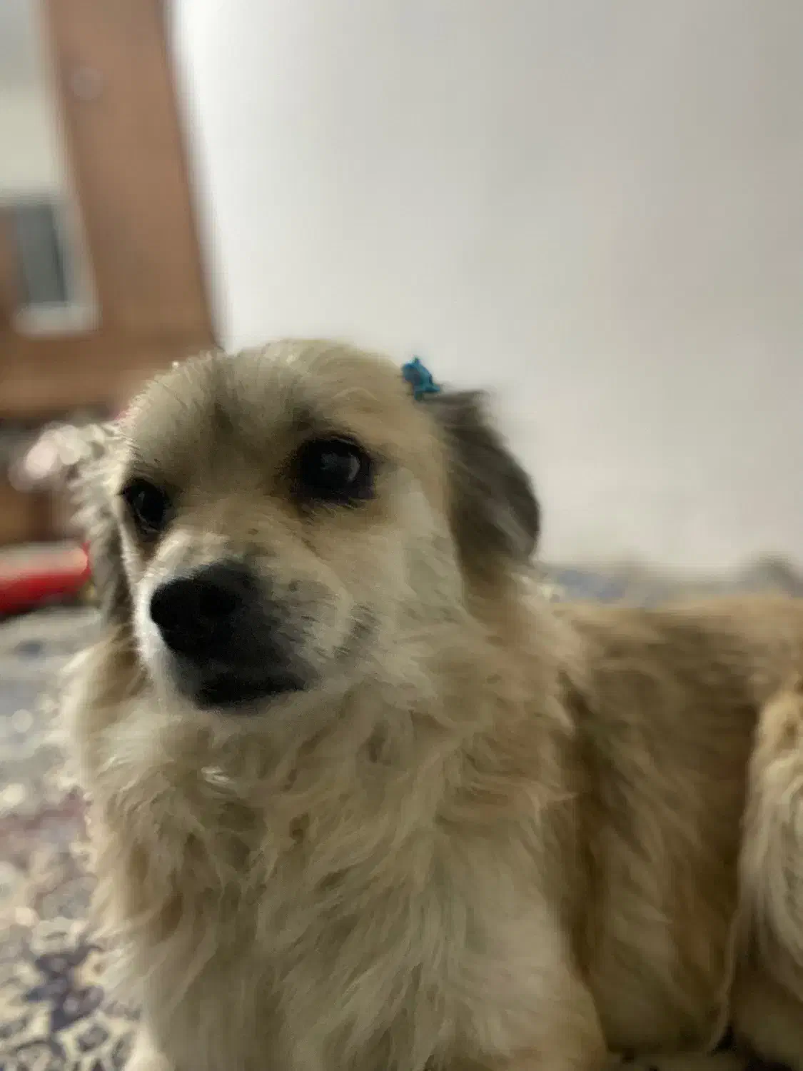 گمشده|حیوانات|سیرجان, |دیوار