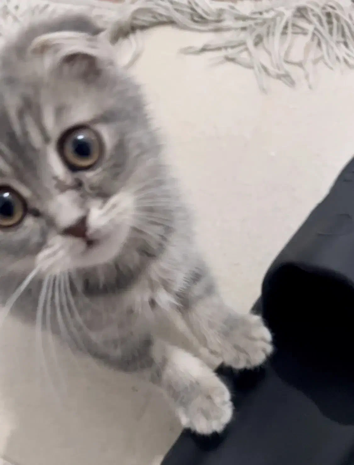 بچه گربه اسکاتیش|گربه|قم, شهرک قدس|دیوار