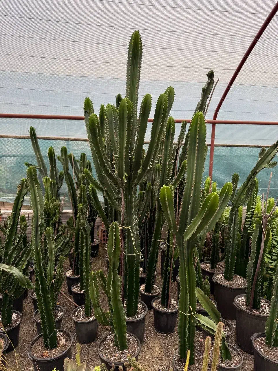 کاکتوس|گل و گیاه طبیعی|گرگان, |دیوار