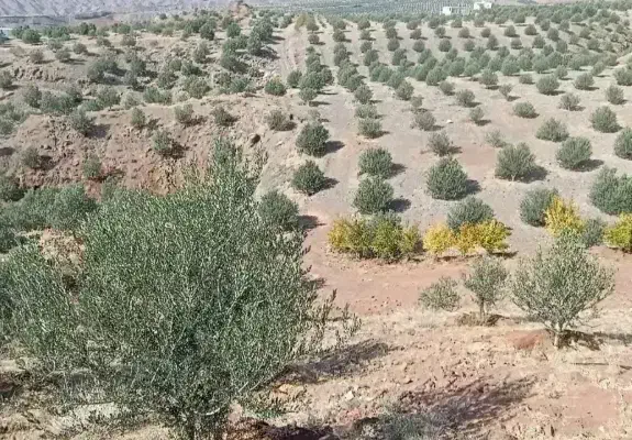 پا جوش نهال اصلاح شده زیتون 11مدل زیتون|گل و گیاه طبیعی|رودبار, |دیوار