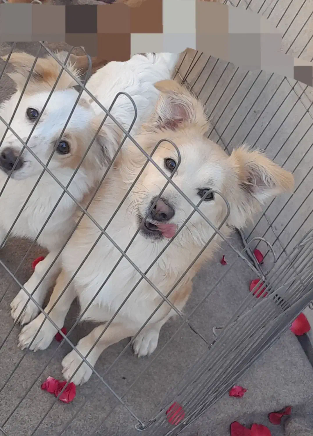 فروش سگ پامر اشپیتز|سگ|منجیل, |دیوار