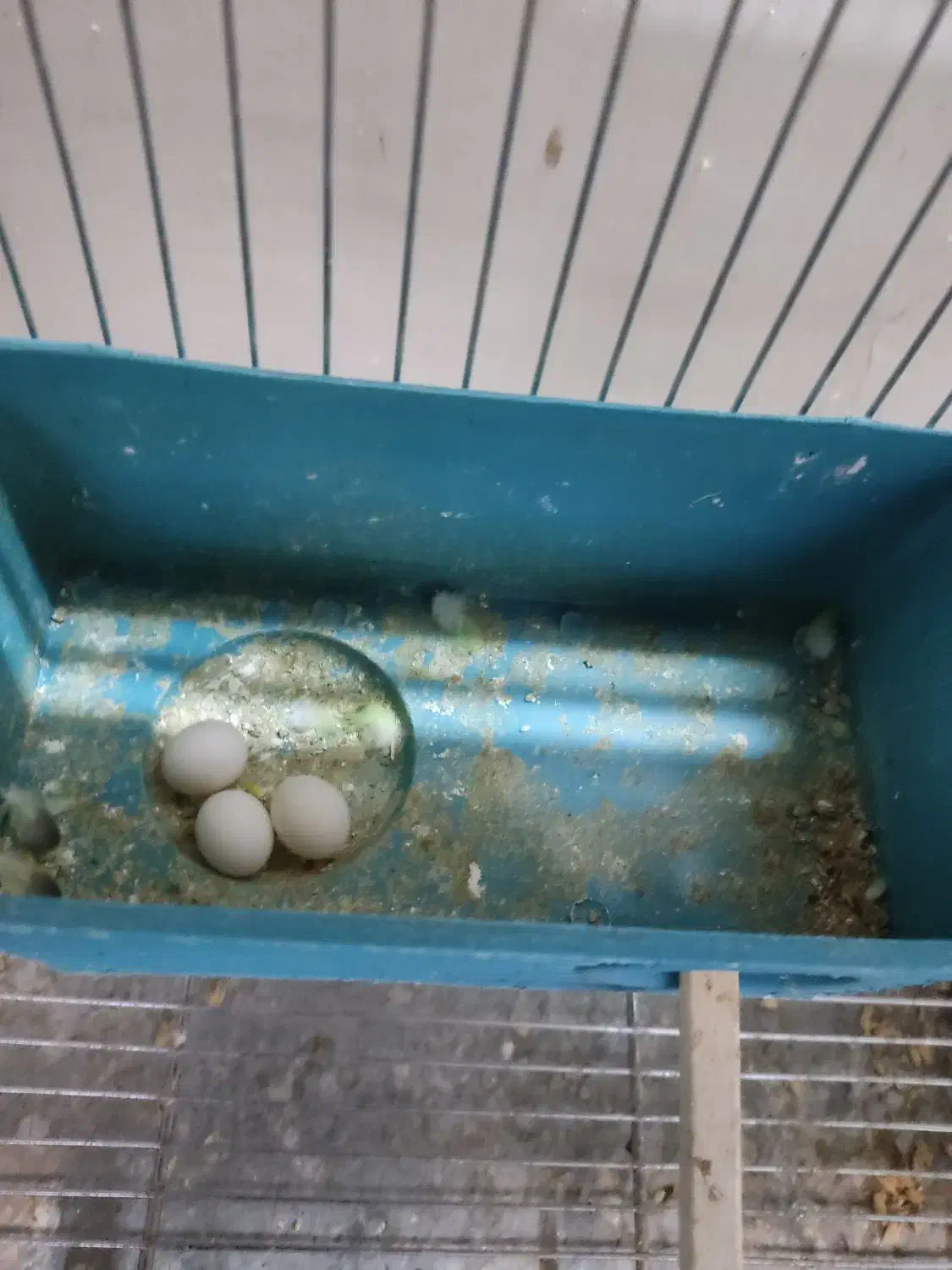 عروس هلندی ، مرغ عشق ،خنداب|پرنده|ملایر, |دیوار