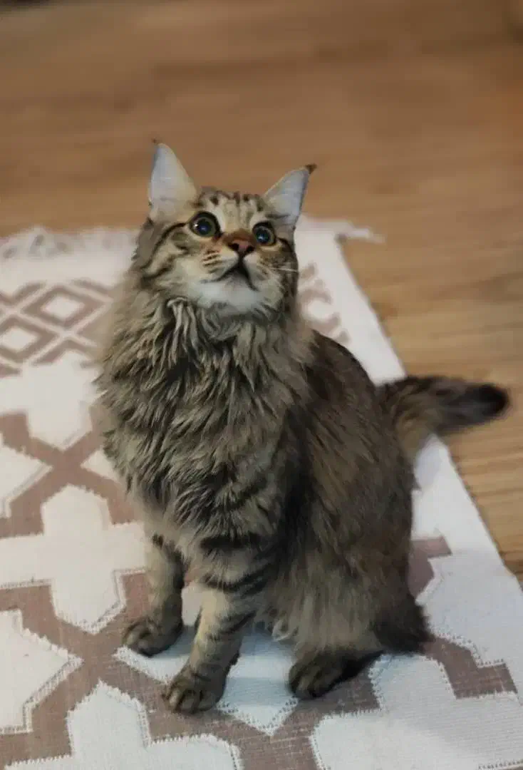 گمشده گربه|حیوانات|قشم, |دیوار