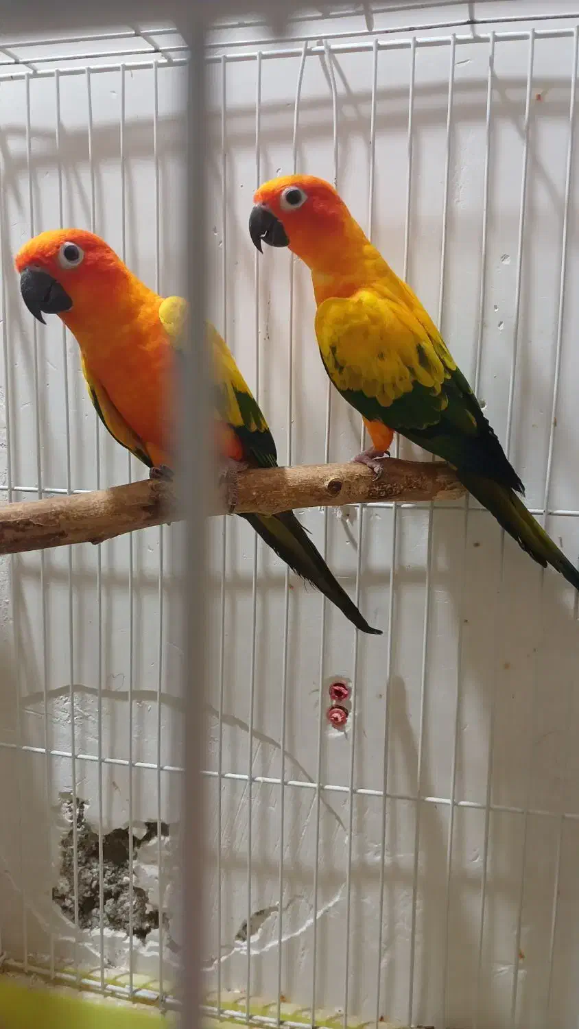 طوطی خورشیدی|پرنده|اهواز, کوی ملی راه|دیوار