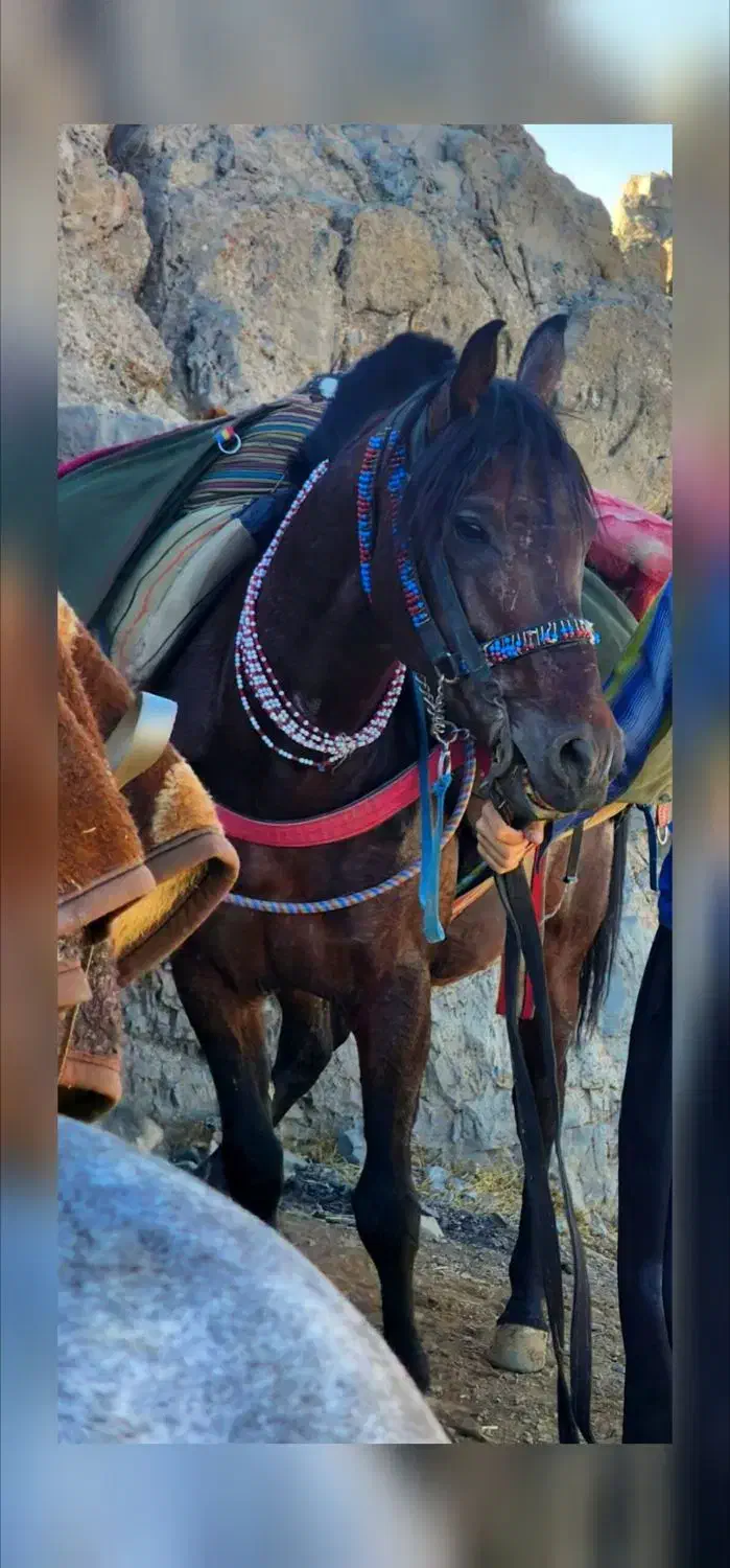 اسب باری|اسب و تجهیزات اسب‌سواری|بانه, |دیوار