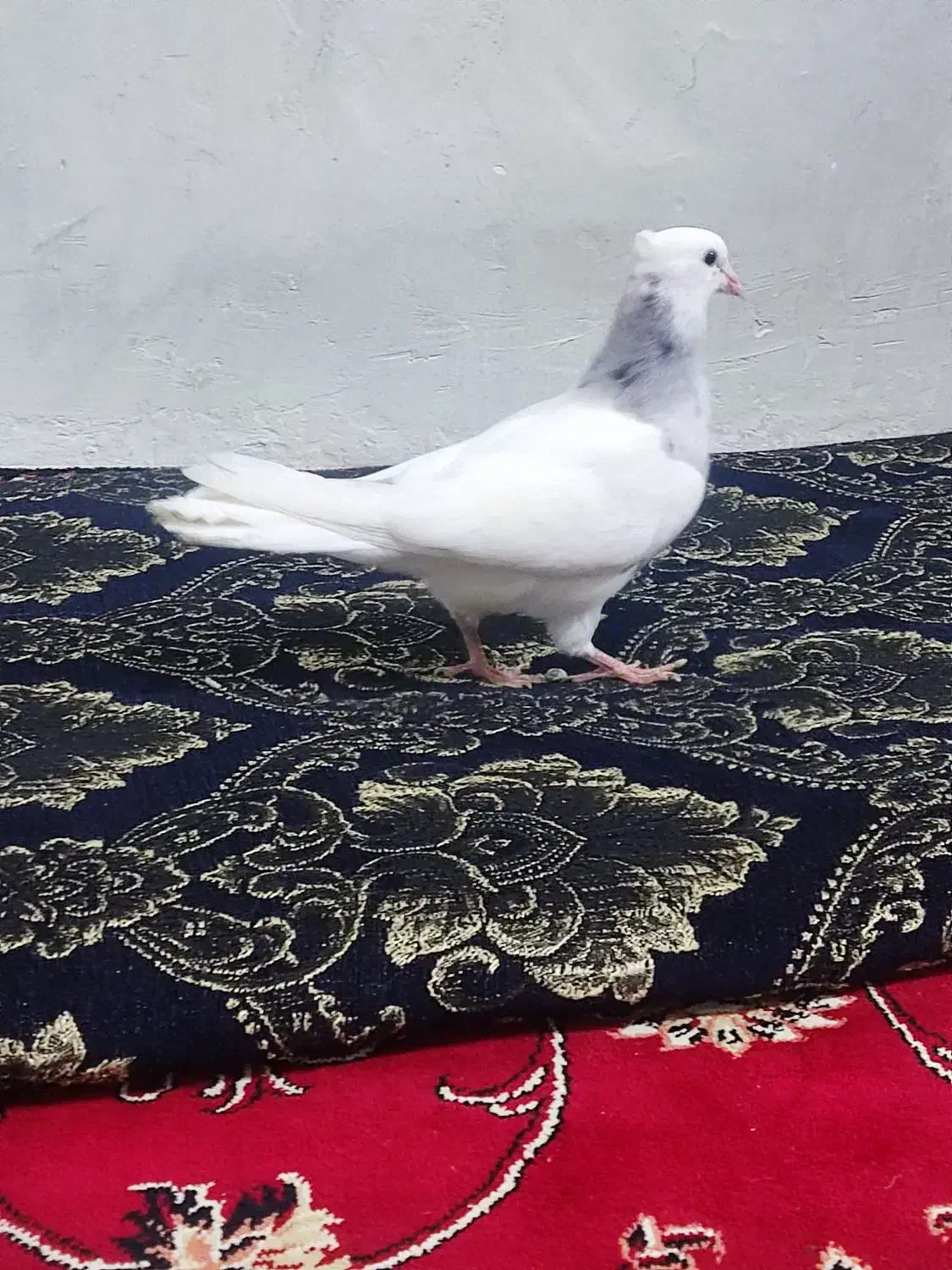 جوجه کبوتر طوقی|پرنده|فلاورجان, |دیوار